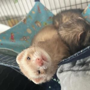 Female Ferrets