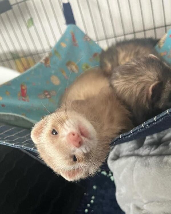 Female Ferrets