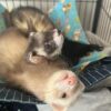 Female Ferrets