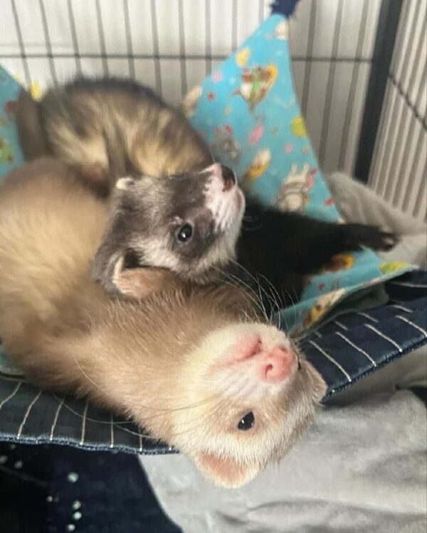 Female Ferrets