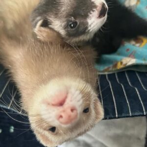 Female Ferrets