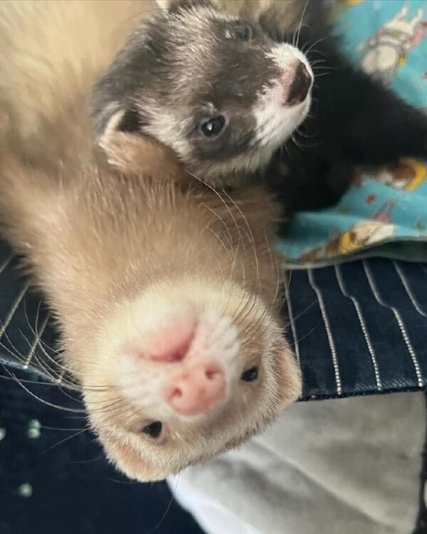 Female Ferrets